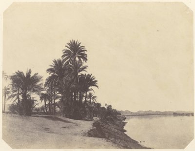 Studi di Palme da Dattero da John Beasly Greene